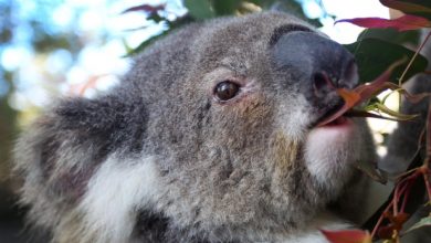 Koalas are dying from chlamydia, and climate change is making it worse