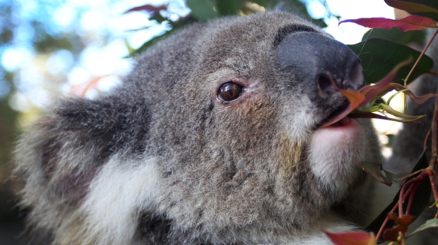Koalas are dying from chlamydia, and climate change is making it worse