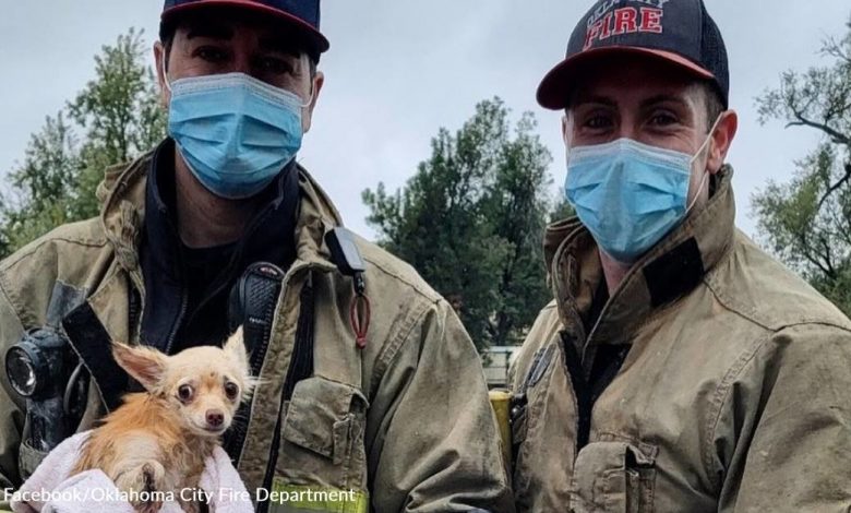Firefighters Rescue Missing Dog Who Spent Terrifying Week Stuck In Storm Drain