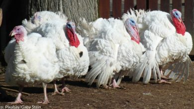 Petition Urges President To Release Pardoned Turkeys To Farm Sanctuary