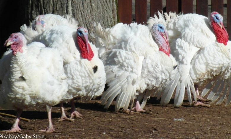 Petition Urges President To Release Pardoned Turkeys To Farm Sanctuary