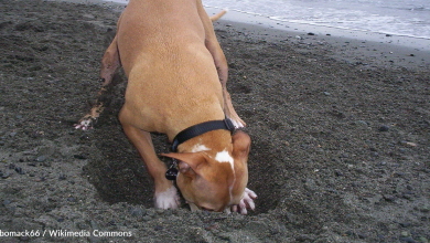 Happy Rescue Dog Digs Massive Hole In Backyard