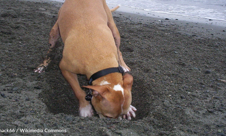 Happy Rescue Dog Digs Massive Hole In Backyard