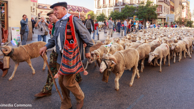 Sheep Take Over Streets In Madrid During Annual Winter Migration