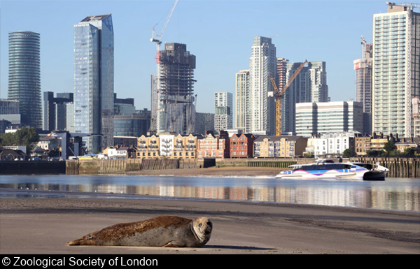Sharks and Seahorses Live in London’s River Thames