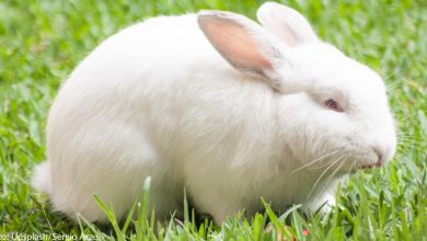 New Jersey Becomes 8th State To Ban Sale Of Cosmetics Tested On Animals