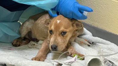 Sick Puppies Rescued After Being Dumped on Side of Busy Road