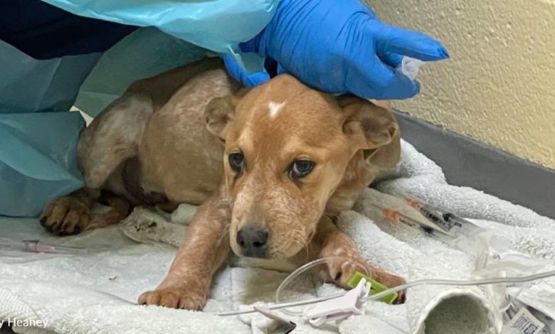 Sick Puppies Rescued After Being Dumped on Side of Busy Road