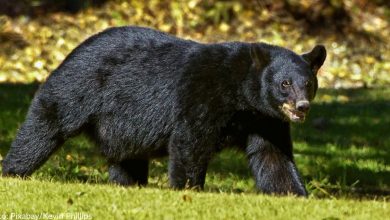 Black Bear Spotted "Patrolling" Newly Opened Gatlinburg SkyTrail