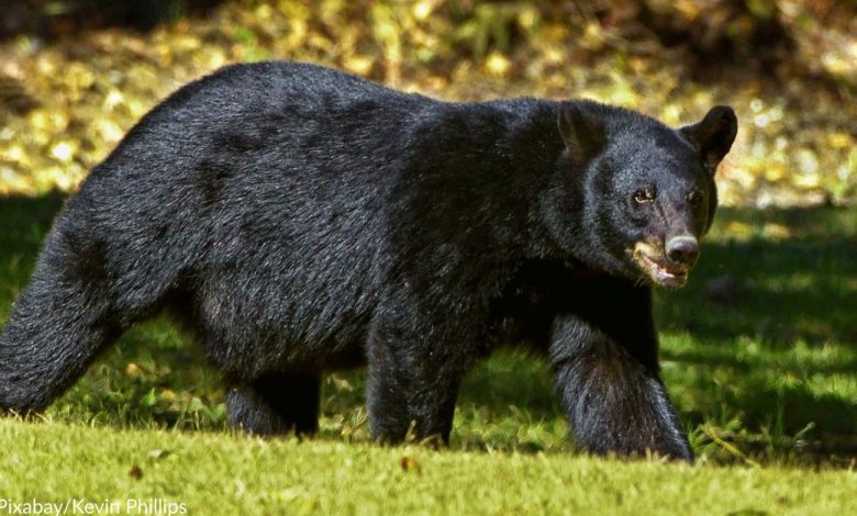 Black Bear Spotted "Patrolling" Newly Opened Gatlinburg SkyTrail