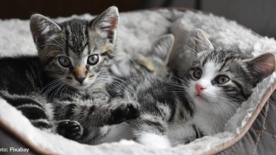 California Nursing Home Uses "Kitten Therapy" To Help Seniors And Foster Kittens