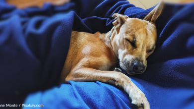 Pittie Rescued Starving And Freezing In An Alley Finds Forever Home