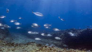 As Mediterranean heats up, fish diving deeper to find colder water, study finds