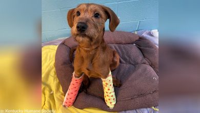 Kentucky Humane Society Saves Puppy With Broken Front Paws