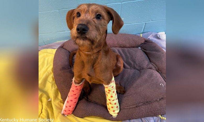Kentucky Humane Society Saves Puppy With Broken Front Paws