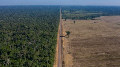 Deforestation up in Brazil Amazon amid COP26 climate debate