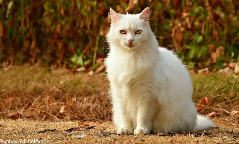 Cat In Colorado Tests Positive For Bubonic Plague