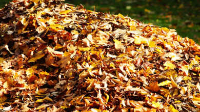 Grandfather Celebrates 80th Birthday By Diving Into Pile Of Leaves With The Dogs