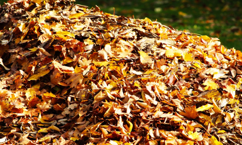 Grandfather Celebrates 80th Birthday By Diving Into Pile Of Leaves With The Dogs