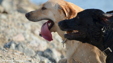 Dogs Save Owner After He Collapses From Seizure On Mountain Trail
