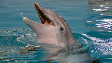 'Dolphin Tale' star died of twisted intestine