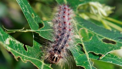 Gypsy moth caterpillars are dealing a blow to our waterways