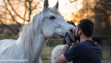Veterans Struggling With Mental Health Turn To Horse Therapy To Help Them Heal