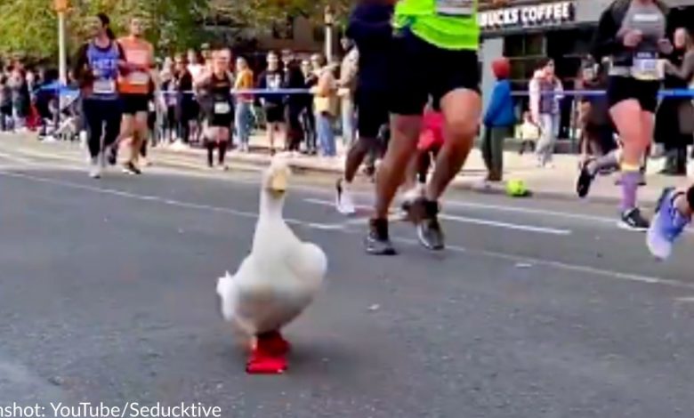 Duck feathers run in the New York City Marathon and win hearts