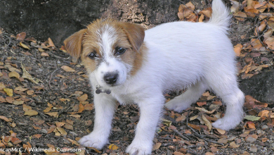 Woman Finds Lost Puppy In The Woods And Spends Days To Rescue It