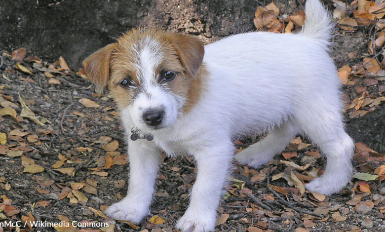 Woman Finds Lost Puppy In The Woods And Spends Days To Rescue It