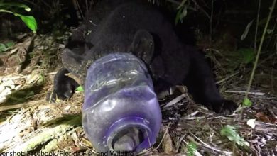 Florida black bear with its head stuck in a plastic container for a month is finally freed