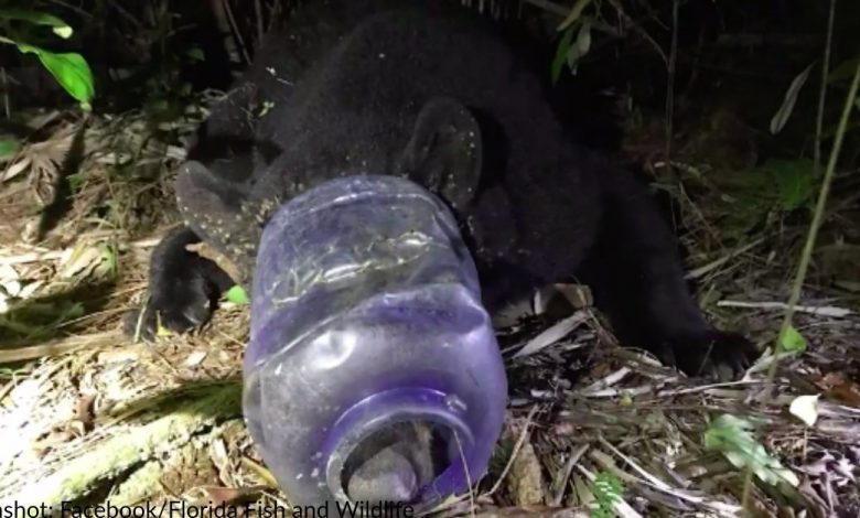 Florida black bear with its head stuck in a plastic container for a month is finally freed