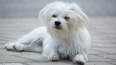 Dog with horrific neck injury found abandoned at Oklahoma park