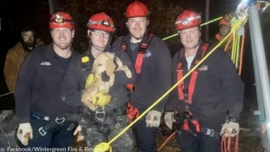 Firefighters rescue missing dog from abandoned mine