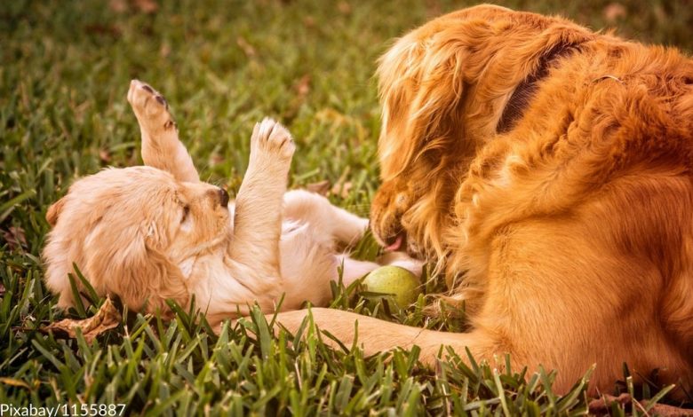 Lonely Golden Retriever goes viral because of her reaction to her new playmate