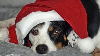 Rescue animals in desperate need for a holiday foster