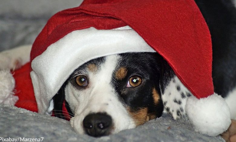 Rescue animals in desperate need for a holiday foster
