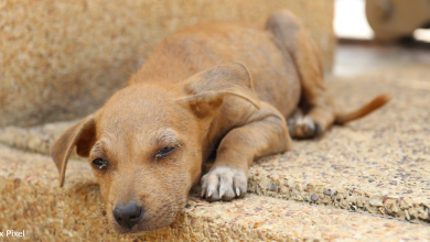Woman finds box of puppies in desert 110 degrees
