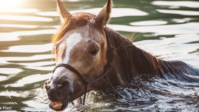 Locals save 29 horses from flood water in Canada