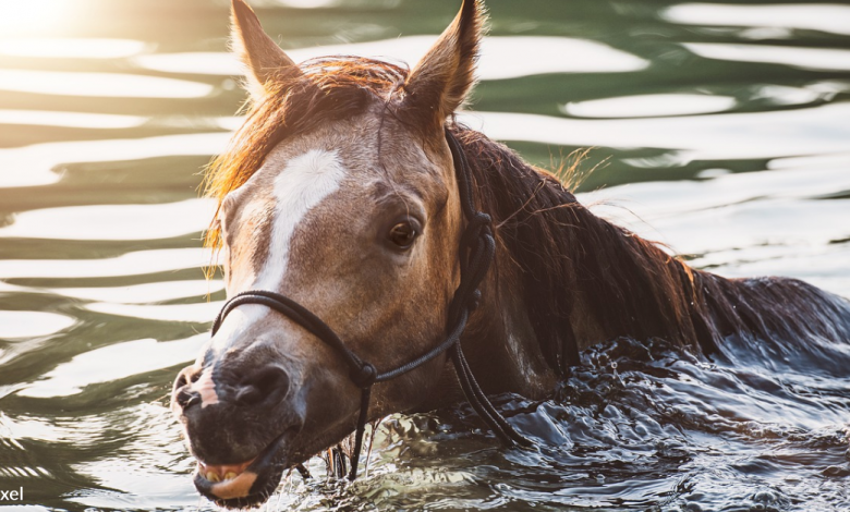 Locals save 29 horses from flood water in Canada