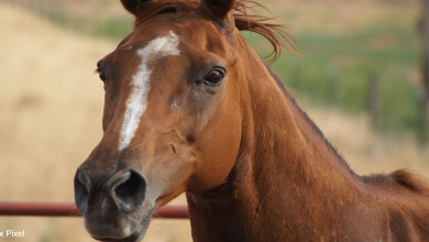 She issued a ban after feeding her retired racehorses with carrots