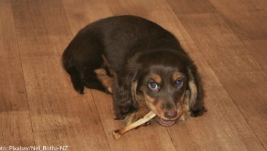 Sam's Club recalls popular dog treats on sale since March
