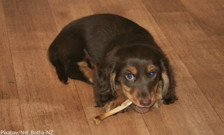 Sam's Club recalls popular dog treats on sale since March