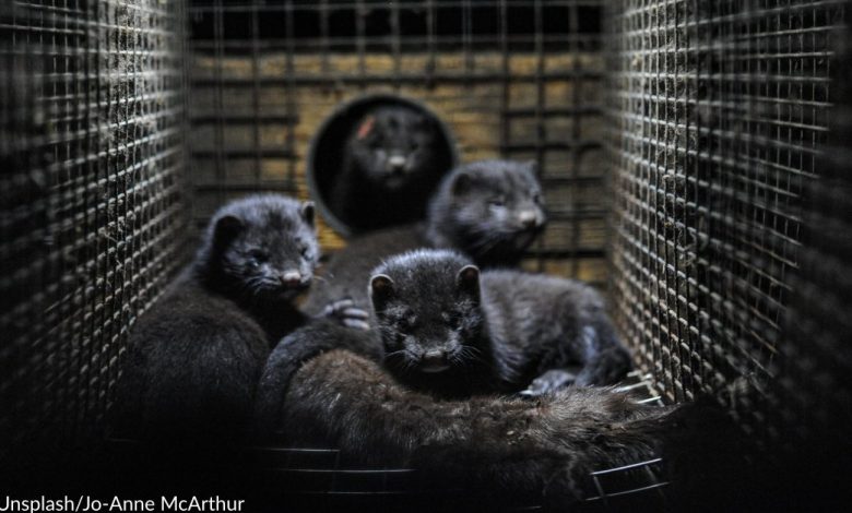 France bans fur farming - Animal rescue website News