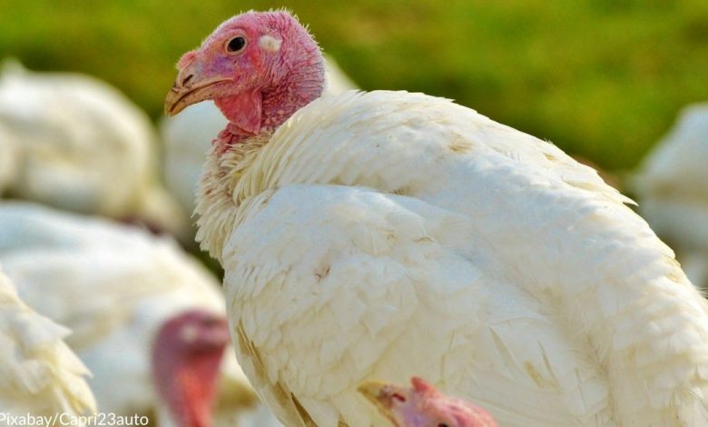 Farm Sanctuary encourages people to sponsor a rescued turkey instead of eating one