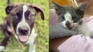 Darlin, Mikey, Eli and other hungry shelter pets need our help on giving day