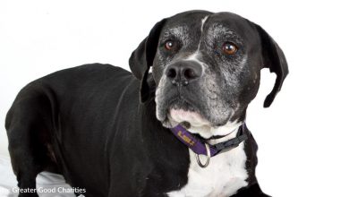 Starving old dog flees grim fate after donating healthy pet food