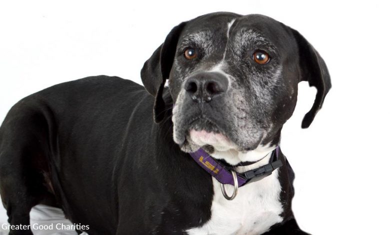 Starving old dog flees grim fate after donating healthy pet food
