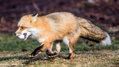 Rescued foxes are excited to receive an egg