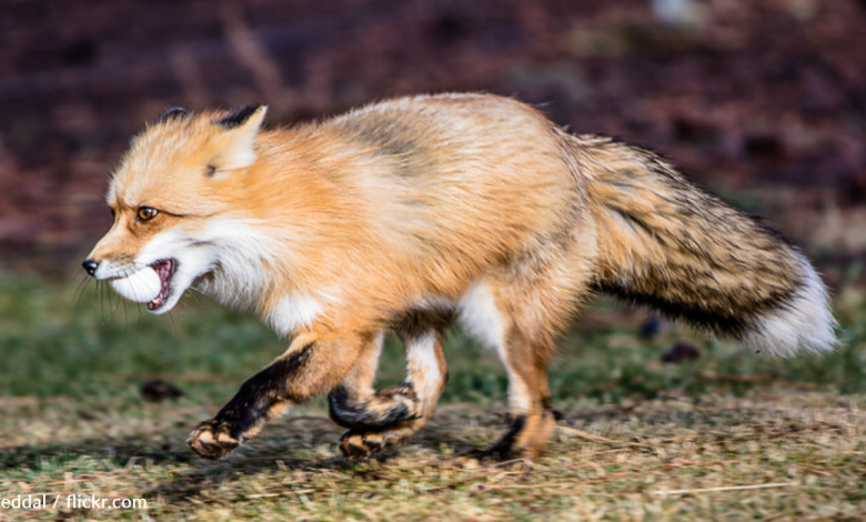 Rescued foxes are excited to receive an egg